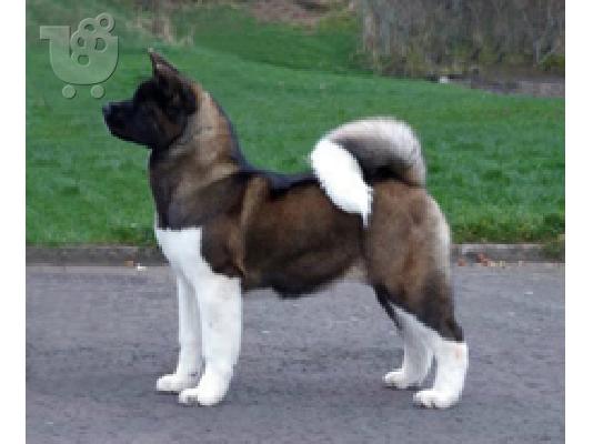 AKITA